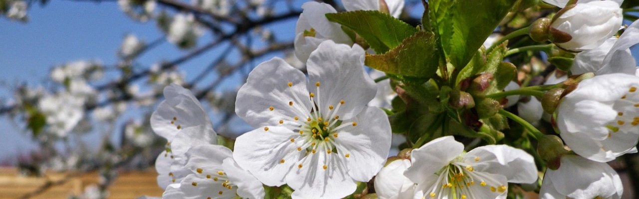 Printemps